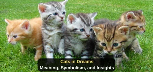 cats dream meaning