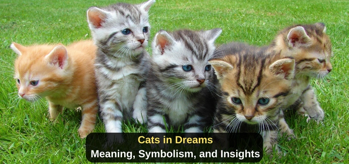 cats dream meaning