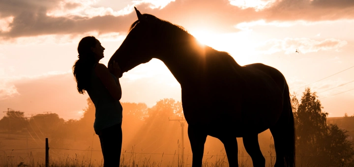 Dreaming of Horses