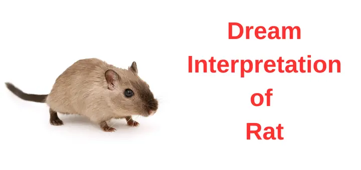 Rat Dream Meaning: Symbolism, Psychology, and Spiritual Insights