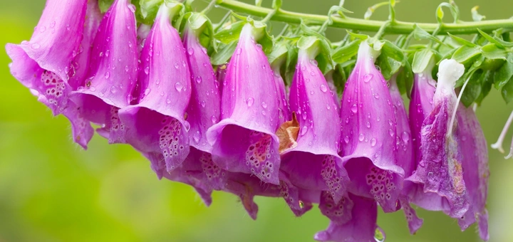 Dream Interpretation of Foxglove